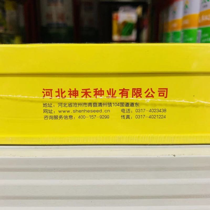 绿肉高糖冰糖翡翠甜瓜种子酥脆超甜薄皮绿宝甜瓜种子香甜