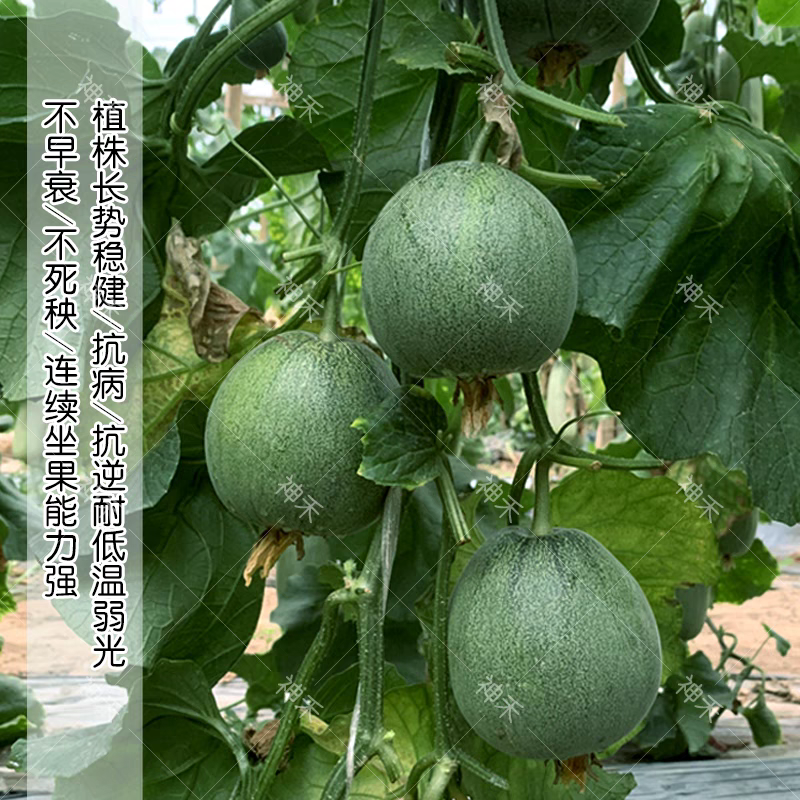 绿肉高糖冰糖翡翠甜瓜种子酥脆超甜薄皮绿宝甜瓜种子香甜