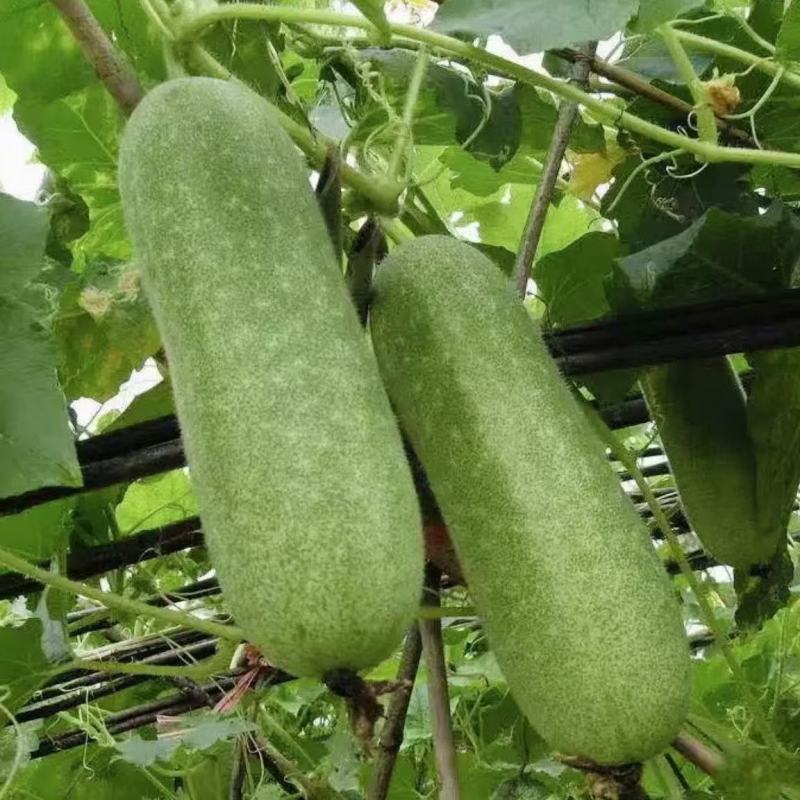 碧玉一号节瓜种子早中熟深绿皮小冬瓜种子圆筒形小节瓜种子有