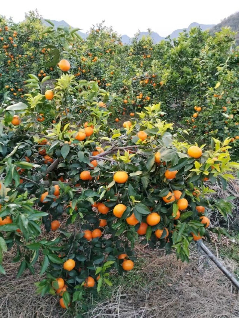 沃柑