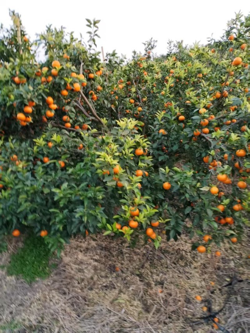 沃柑