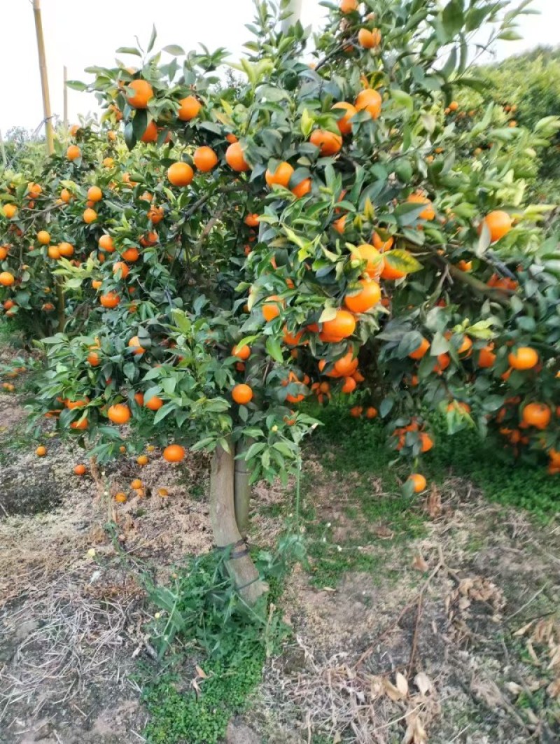沃柑