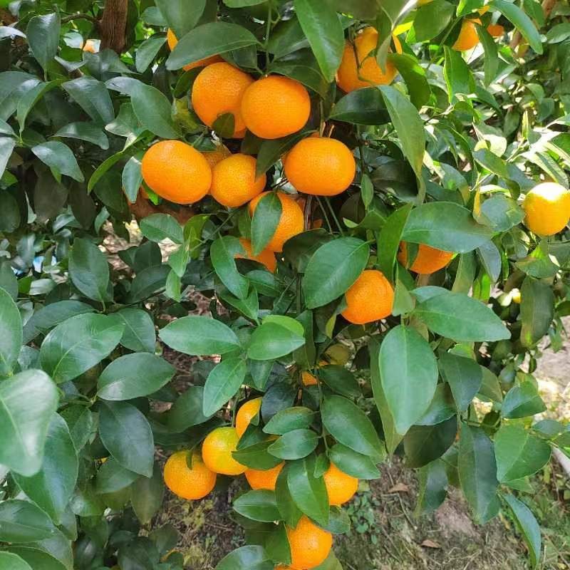 沙糖橘