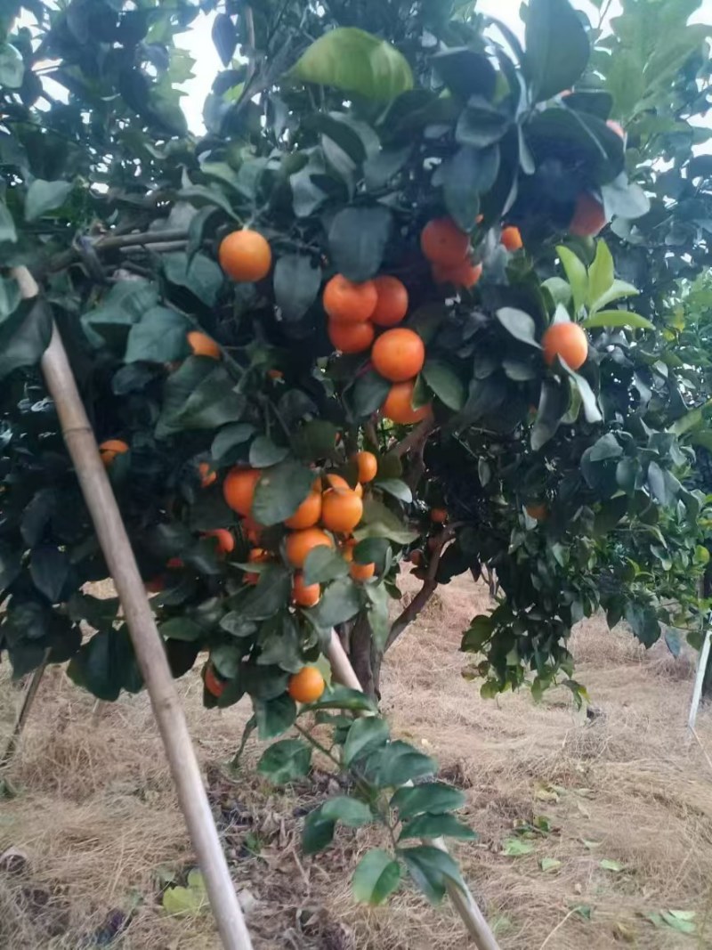 沙糖橘