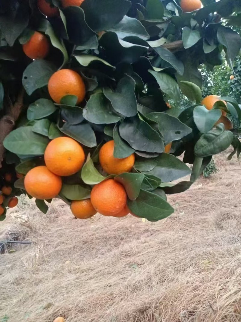 沙糖橘