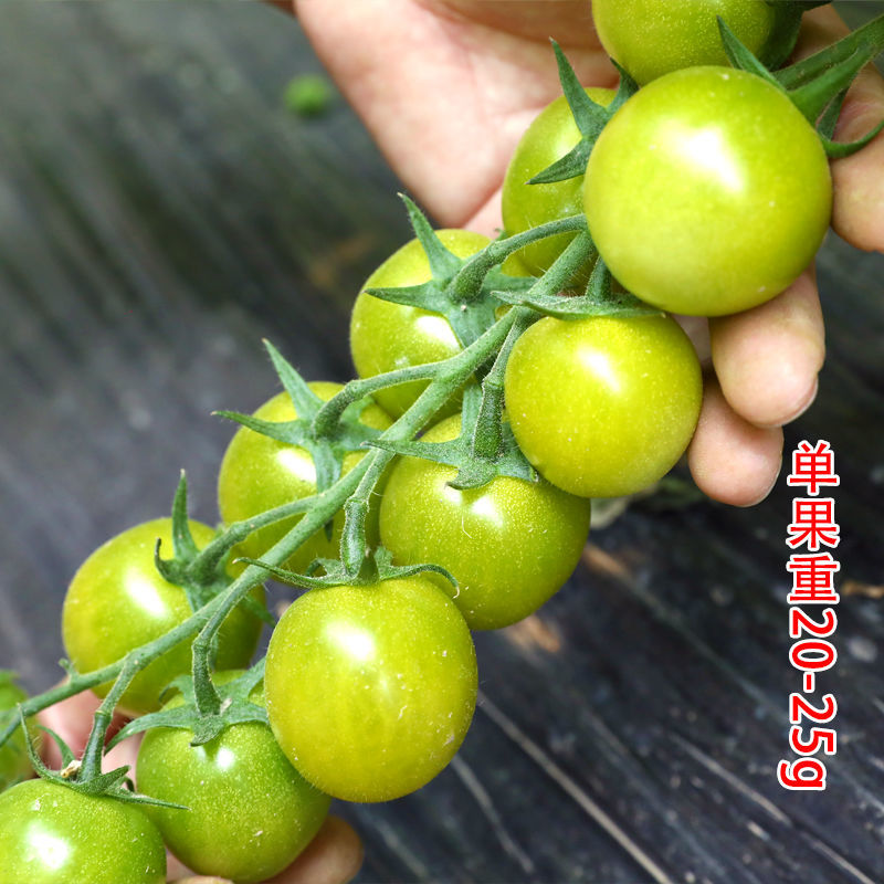 绿玲珑樱桃小番茄种子四季高产水果小西红柿种孑稀有品种蔬菜