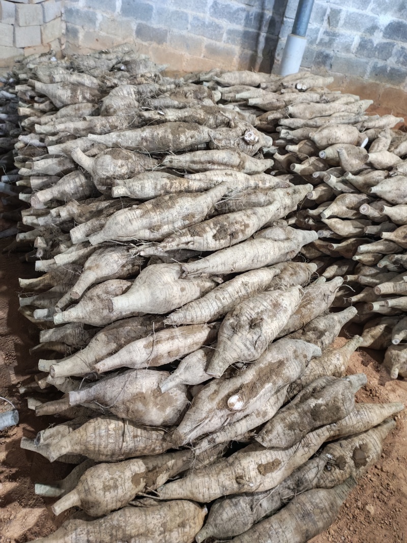 葛根长期供货产地直发正品保障