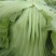 0.12斤包上车泡青菜砍平无黄叶大量有货，地头走车价