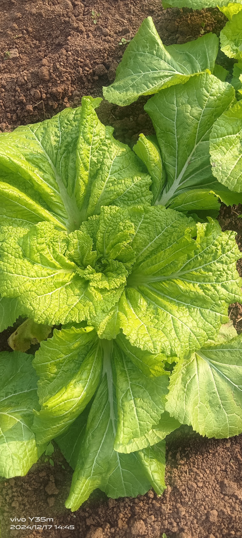 0.12斤包上车泡青菜砍平无黄叶大量有货，地头走车价