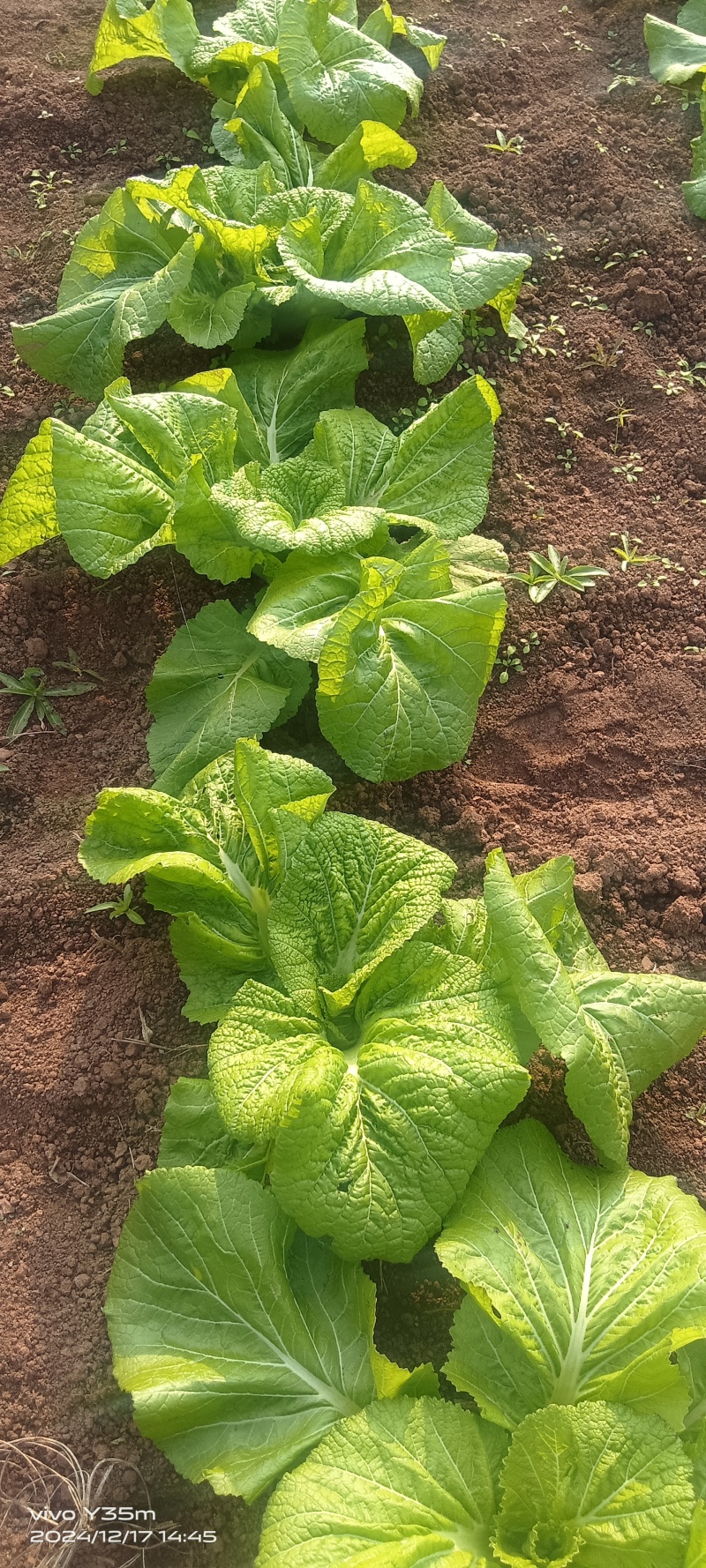 0.12斤包上车泡青菜砍平无黄叶大量有货，地头走车价