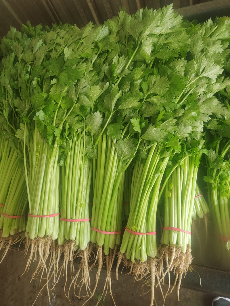 聊城精品毛芹大量供应保证质量安需包装欢迎来电