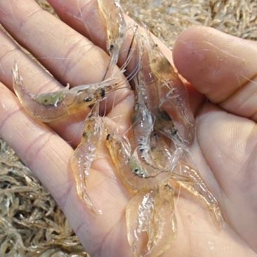 小白虾小米虾