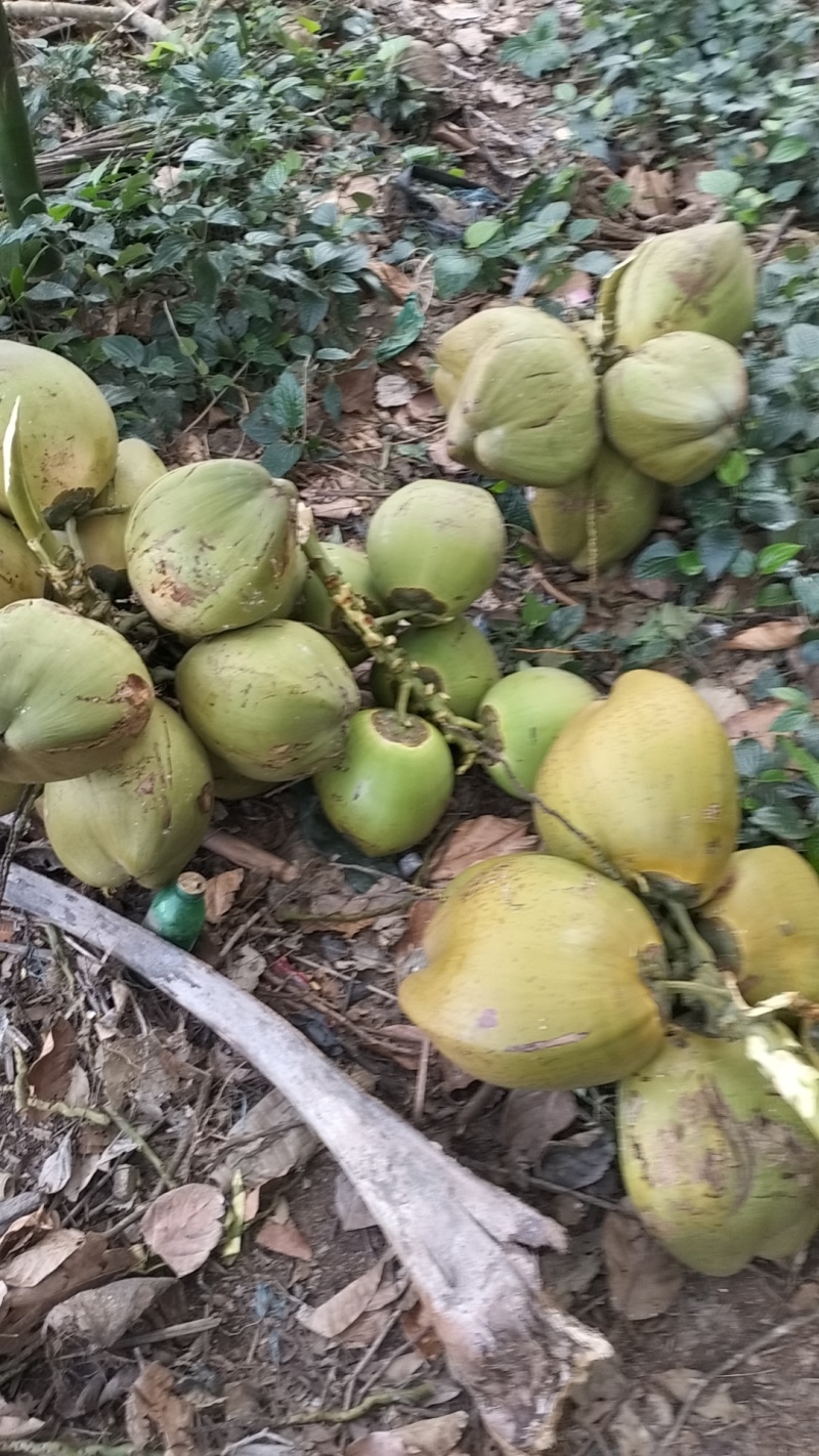 海南青椰老椰产地直发