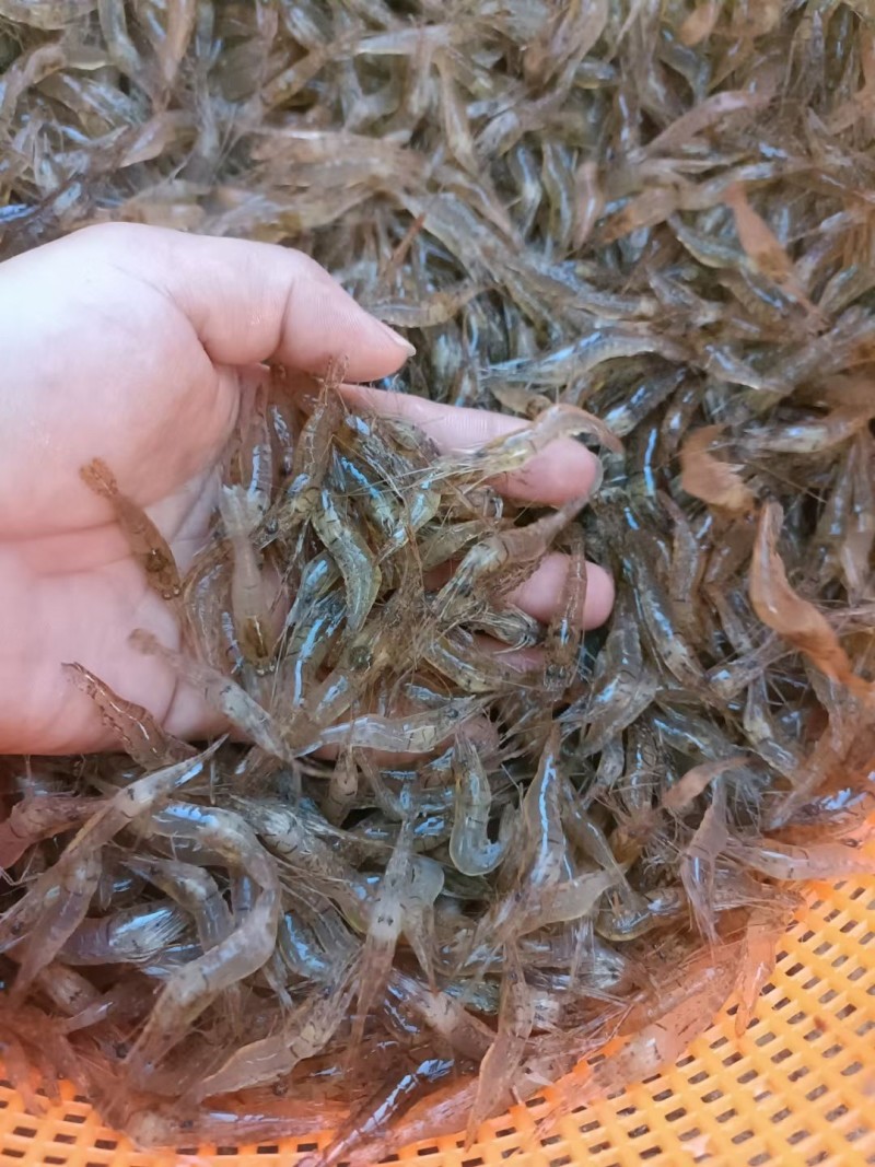 河虾，小河虾一手货源，每天有货，大量有货批发零售