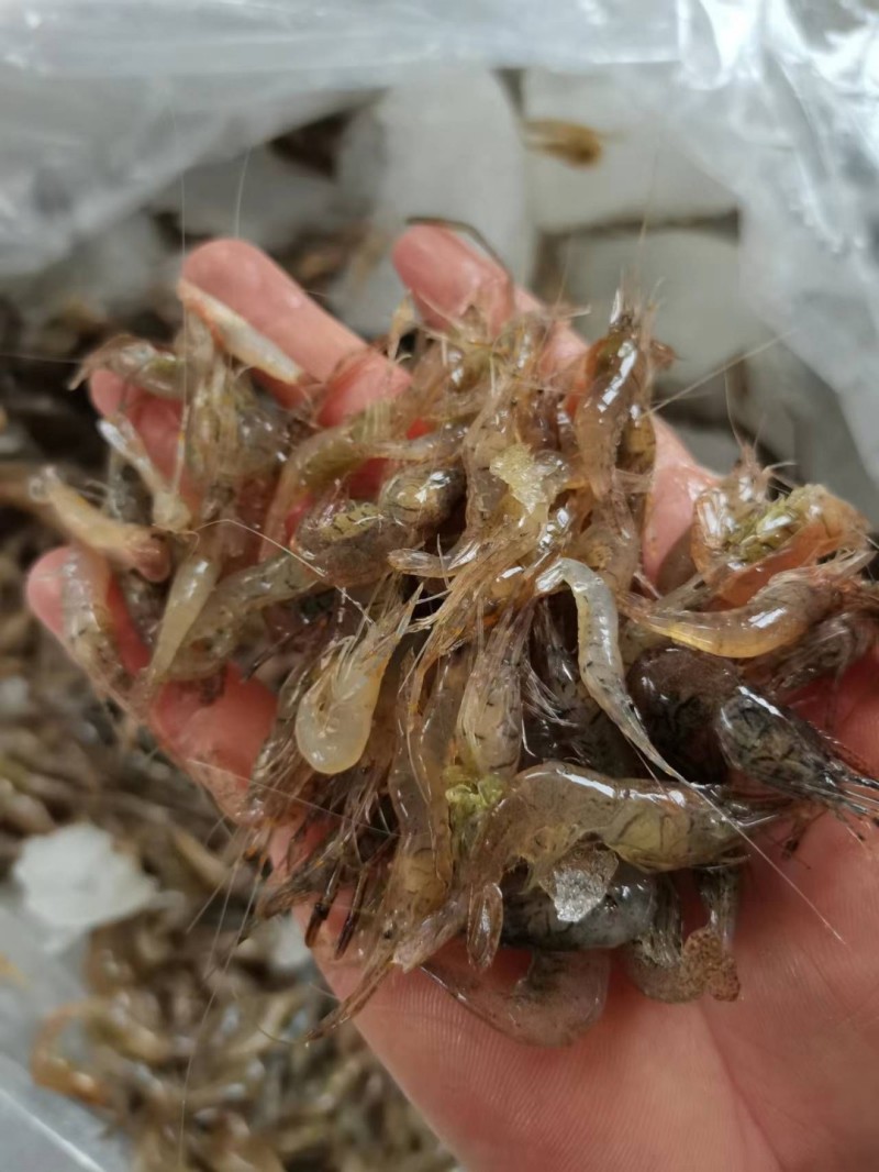 河虾，小河虾一手货源，每天有货，大量有货批发零售