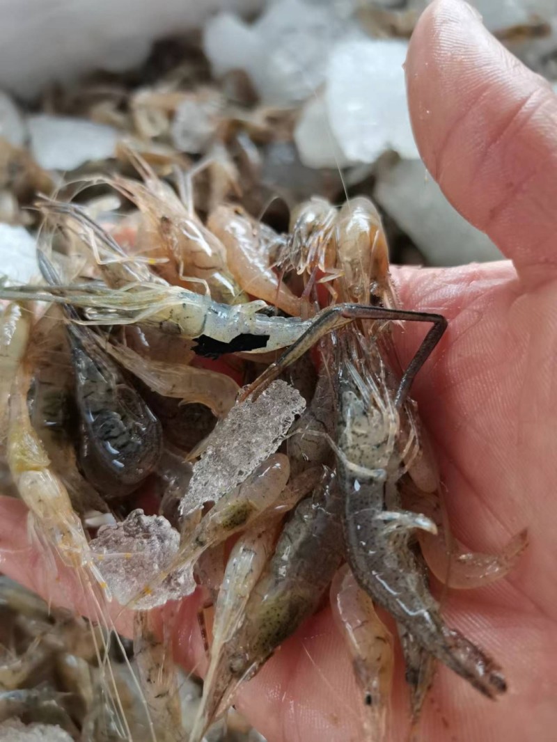 河虾，小河虾一手货源，每天有货，大量有货批发零售