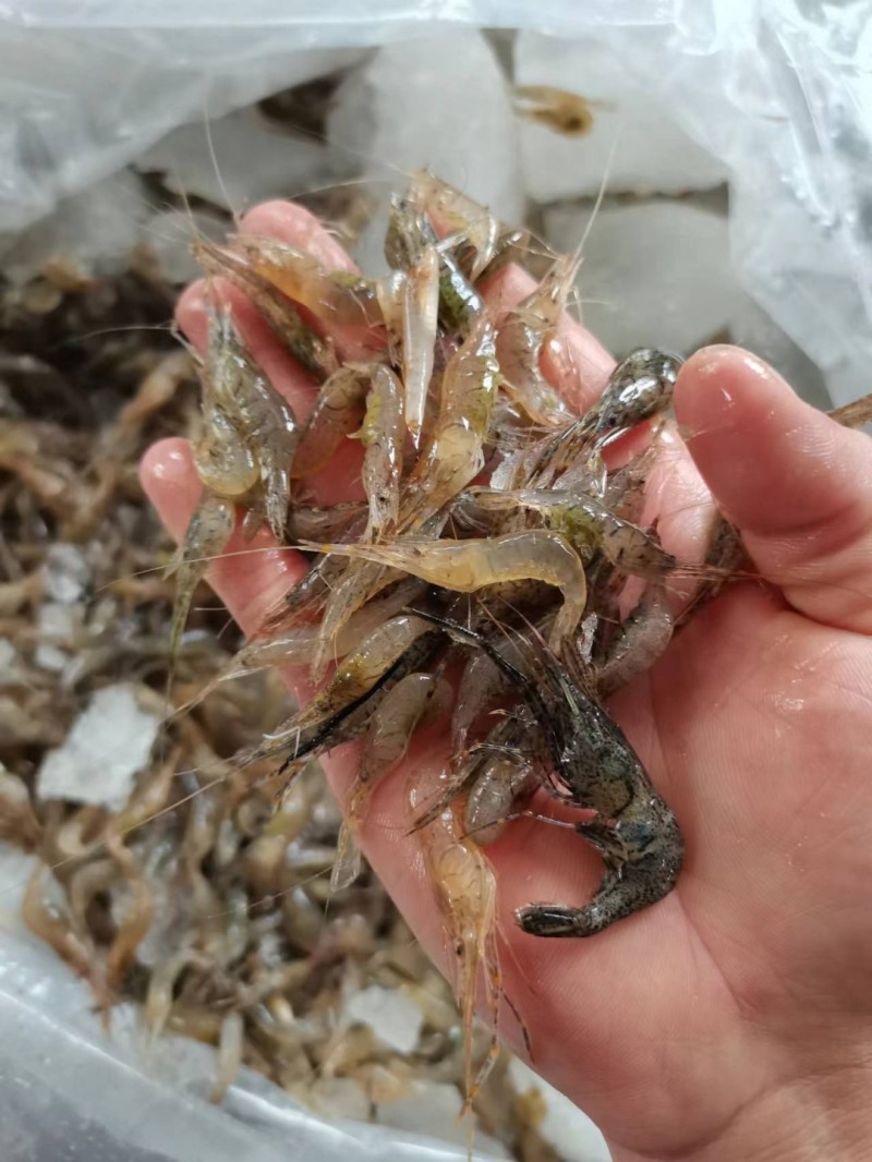 河虾，小河虾一手货源，每天有货，大量有货批发零售
