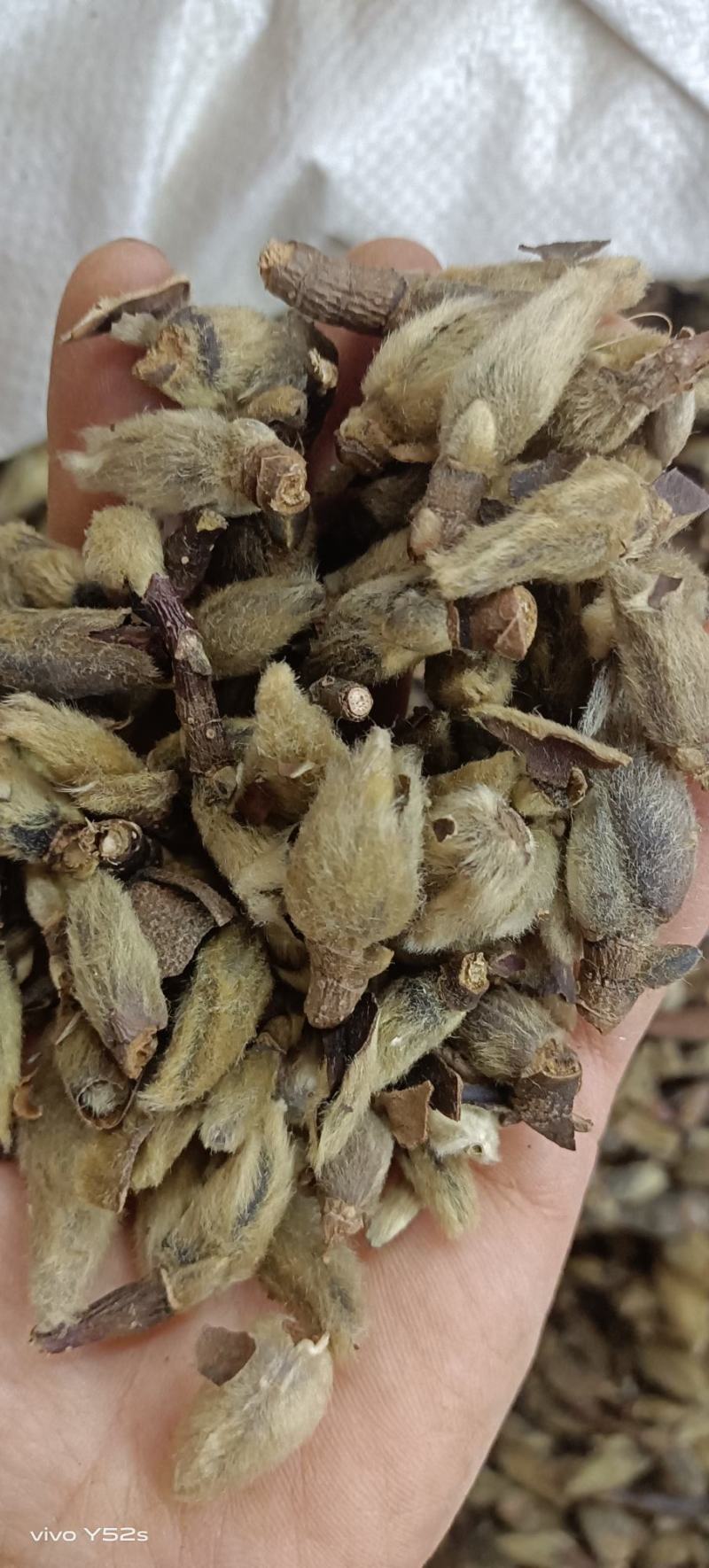 辛夷花各种中药材名贵药材冷背药材批发