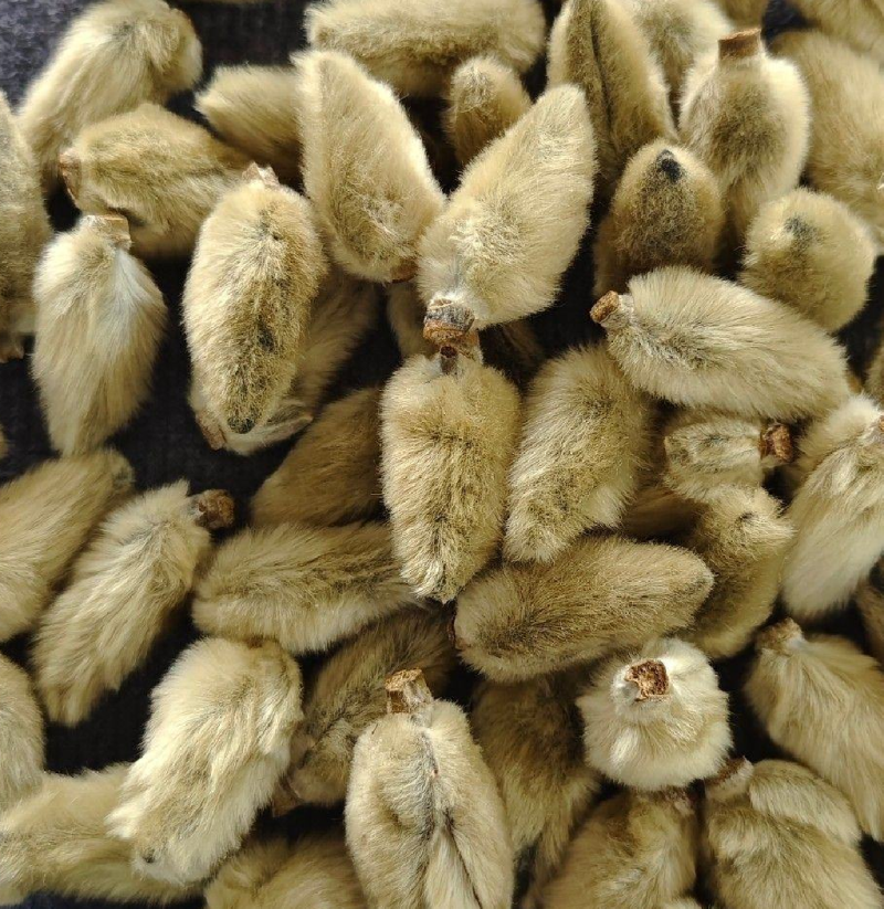 辛夷花各种中药材名贵药材冷背药材批发