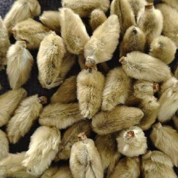 辛夷花各种中药材名贵药材冷背药材批发