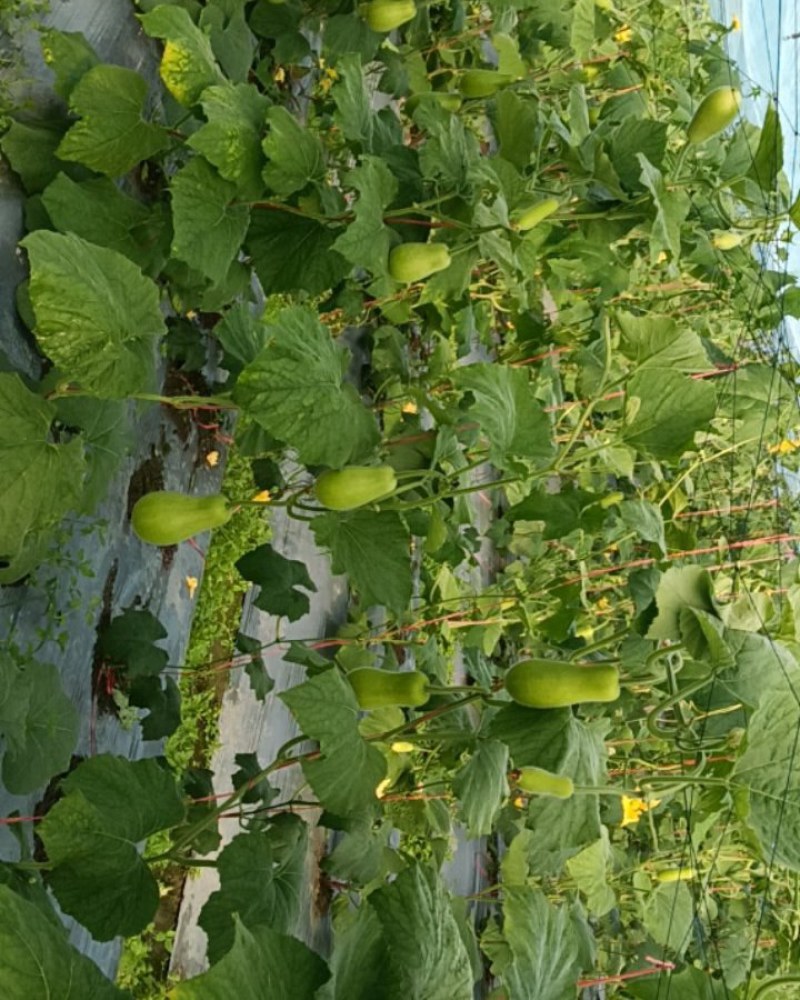 精品葫芦瓜江西基地直供质量保证一手货源全国发货