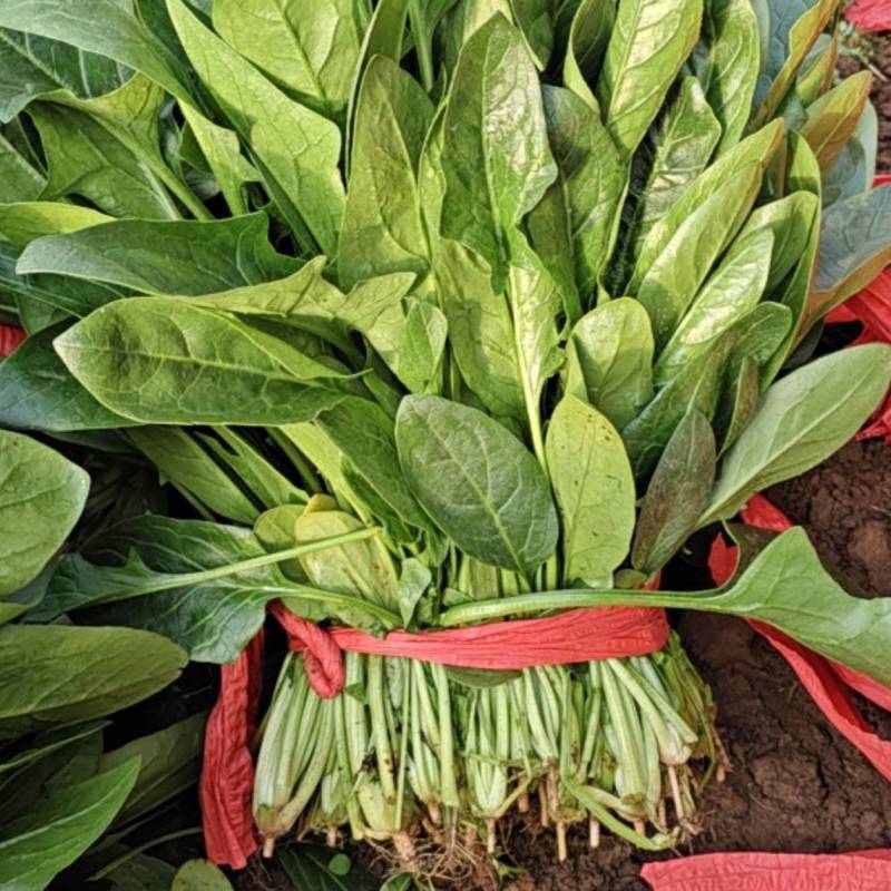 大叶菠菜质量很好，欢迎选购