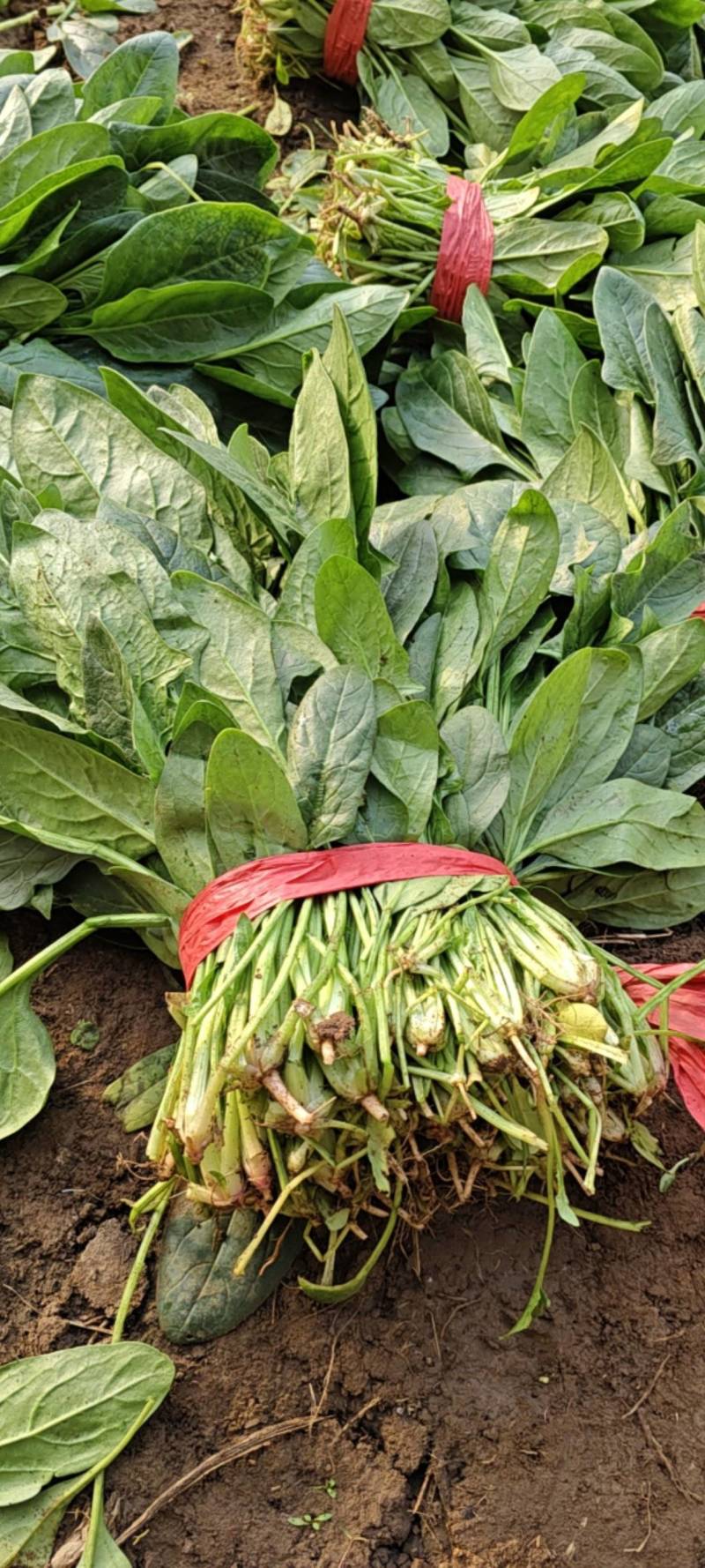 大叶菠菜质量很好，欢迎选购