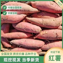 烟薯25山东烟薯精品红薯甜蜜无丝蒸煮烤老少皆宜