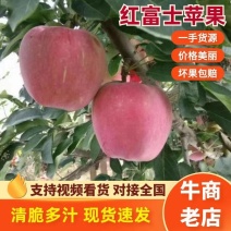 山东红富士苹果个头大汁多脆甜长年供应包食宿一条龙