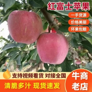 山东红富士苹果个头大汁多脆甜长年供应包食宿一条龙