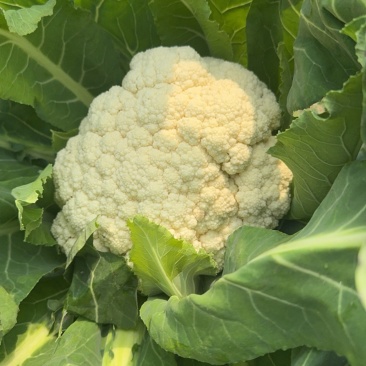 花菜四川绵阳散花菜