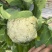 花菜四川绵阳散花菜