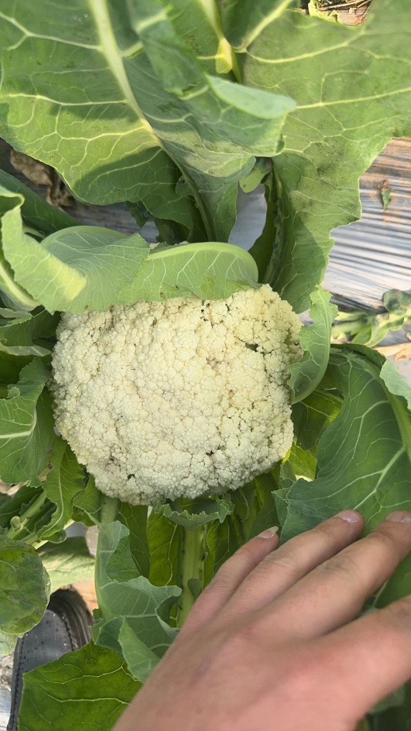 花菜四川绵阳散花菜