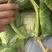 花菜四川绵阳散花菜