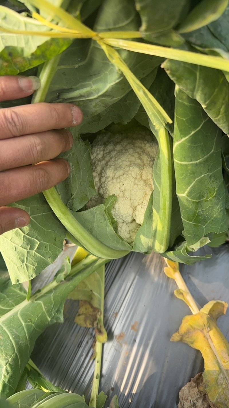 花菜四川绵阳散花菜