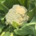 花菜四川绵阳散花菜