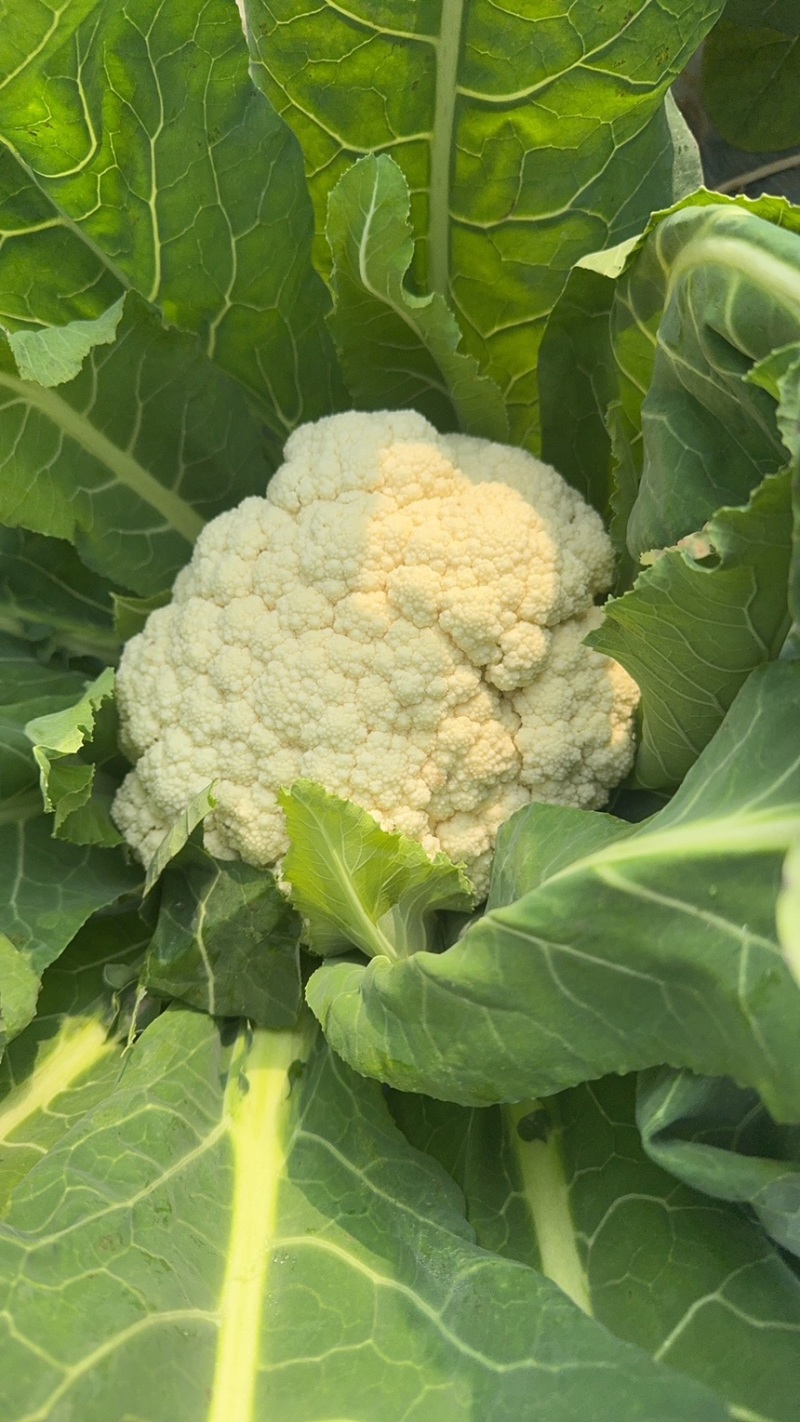 花菜四川绵阳散花菜