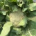 花菜四川绵阳散花菜