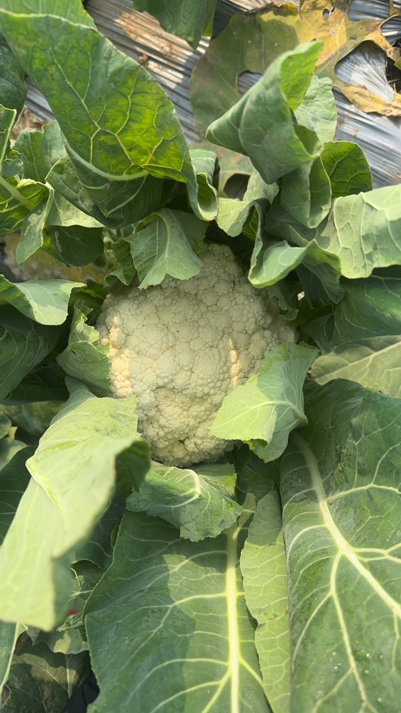 花菜四川绵阳散花菜