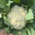 花菜四川绵阳散花菜