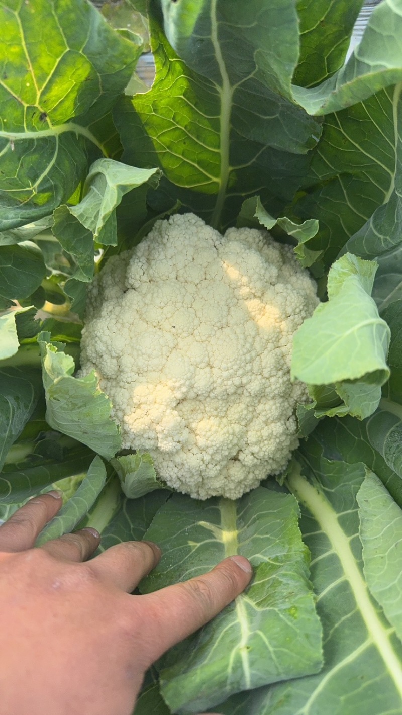 花菜四川绵阳散花菜