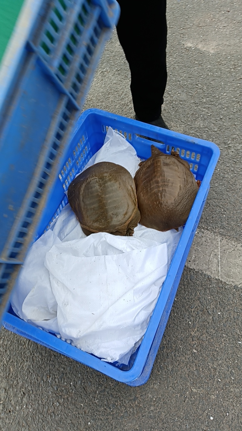 生态甲鱼