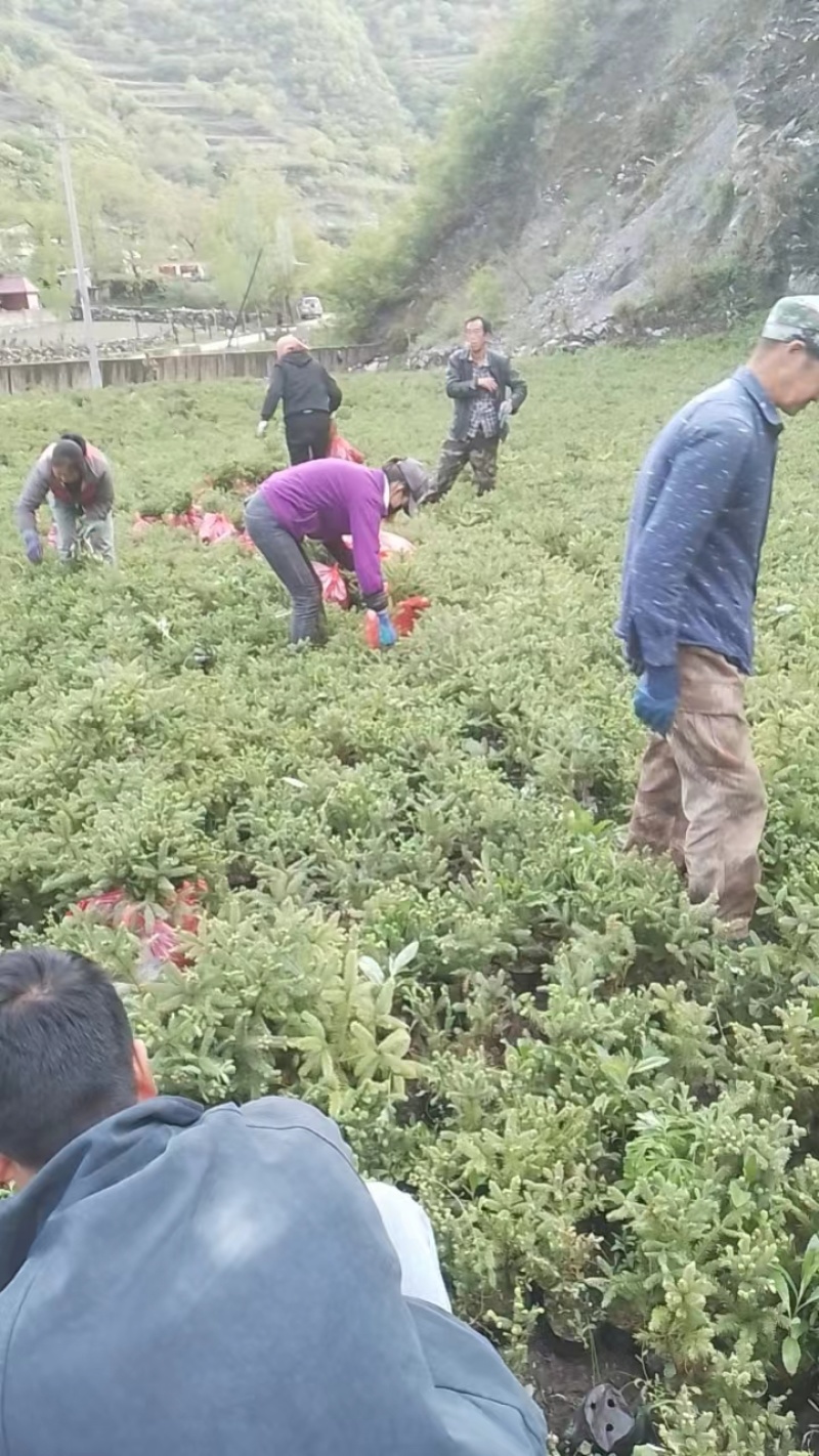 甘肃云杉小苗30公分40公分50公分以上大量