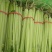 山东聊城优质香芹芹菜暖棚香芹产地直供商超市场对接