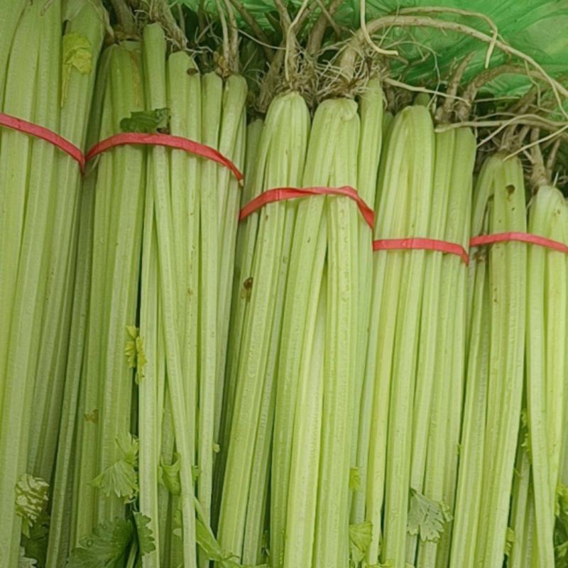 山东聊城优质香芹芹菜暖棚香芹产地直供商超市场对接