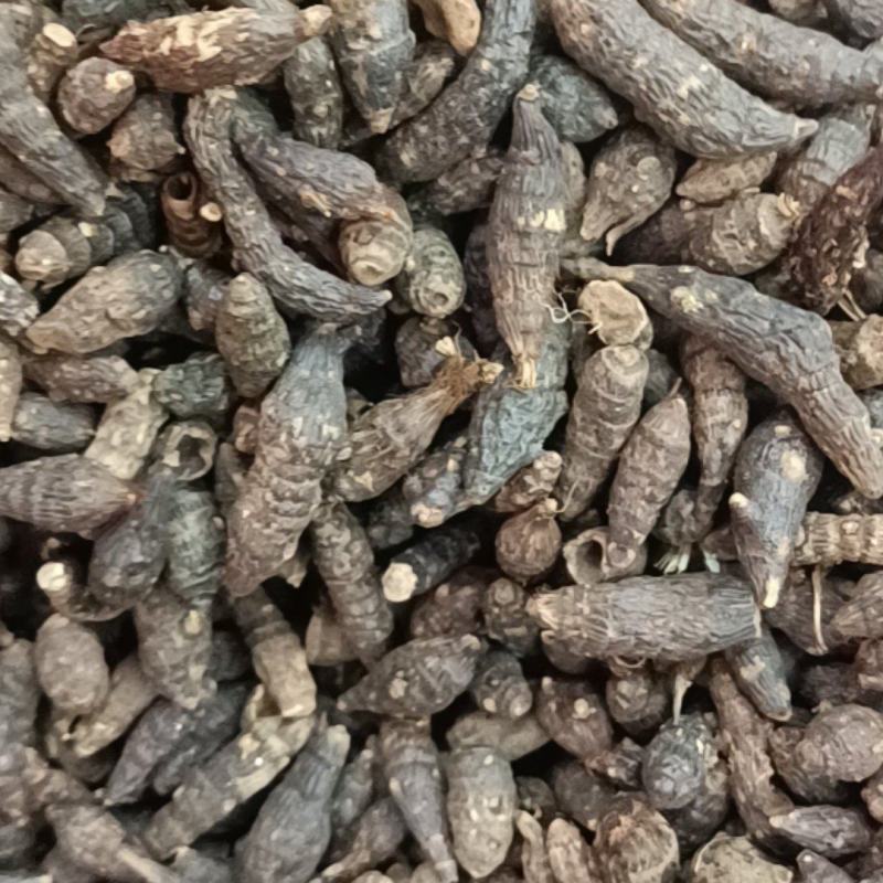 香附各种规格主营各种中药材名贵药材冷背药材需要的老板欢迎选购