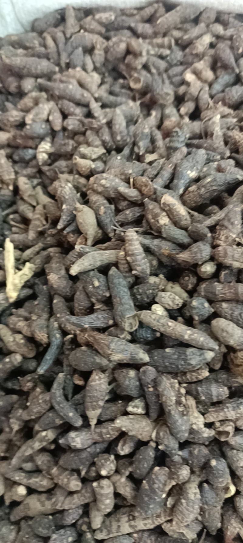 香附各种规格主营各种中药材名贵药材冷背药材需要的老板欢迎选购
