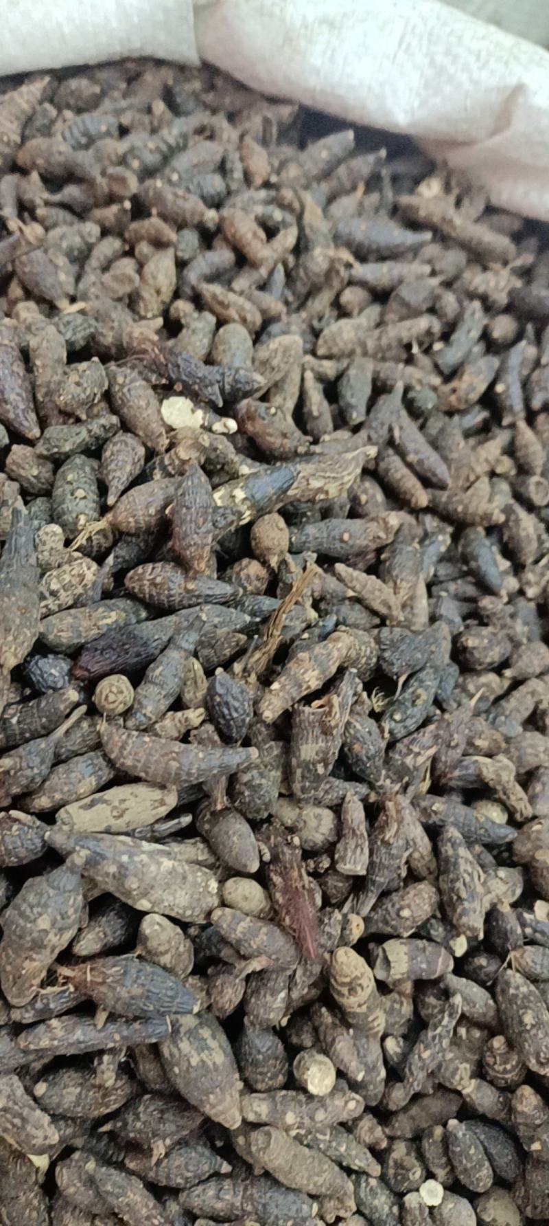 香附各种规格主营各种中药材名贵药材冷背药材需要的老板欢迎选购