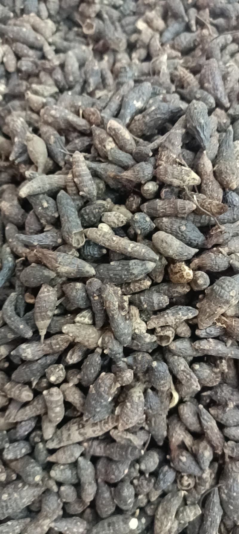 香附各种规格主营各种中药材名贵药材冷背药材需要的老板欢迎选购