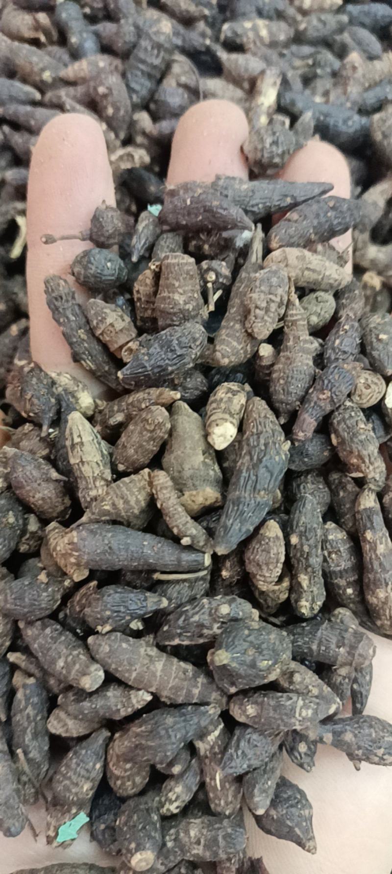 香附各种规格主营各种中药材名贵药材冷背药材需要的老板欢迎选购